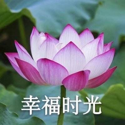 我的小花仙内测版下载